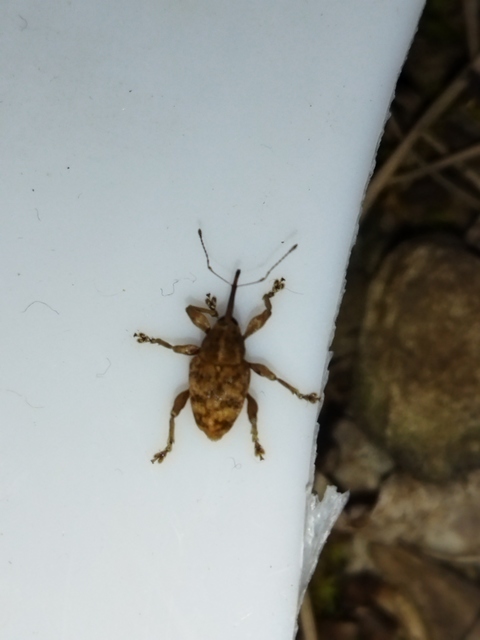 Curculio venosus - tarajos zsuzsóka