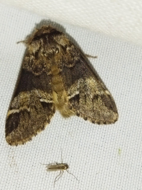 Drymonia dodonea - bélyeges púposszövő