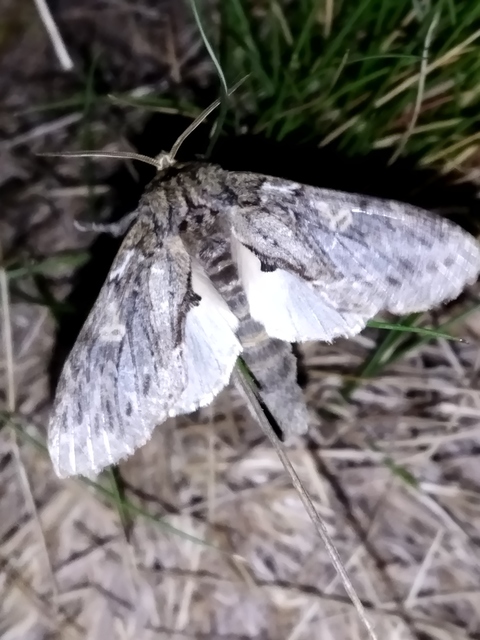 Peridea anceps - füstös púposszövő