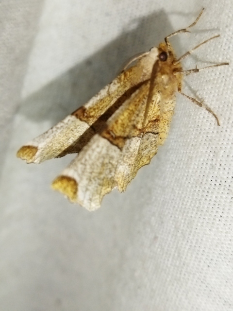 Selenia lunularia - egyfoltos holdasaraszoló