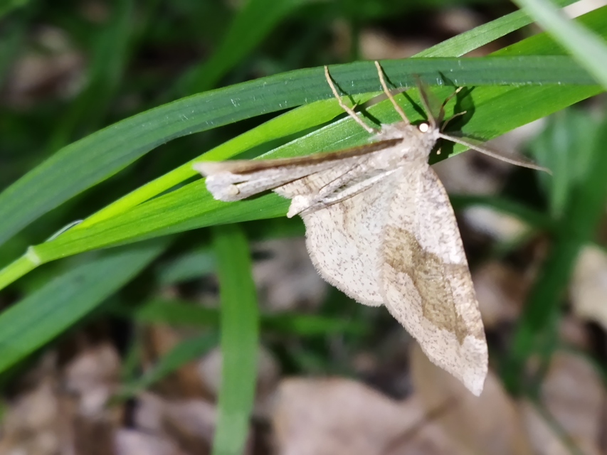 Plagodis pulveraria - szemcsés araszoló