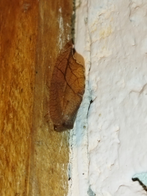 Drepanepteryx phalaenoides