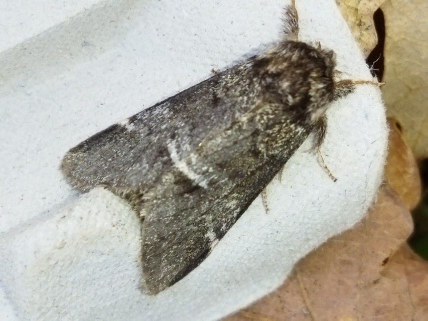 Drymonia dodonea - bélyeges púposszövő