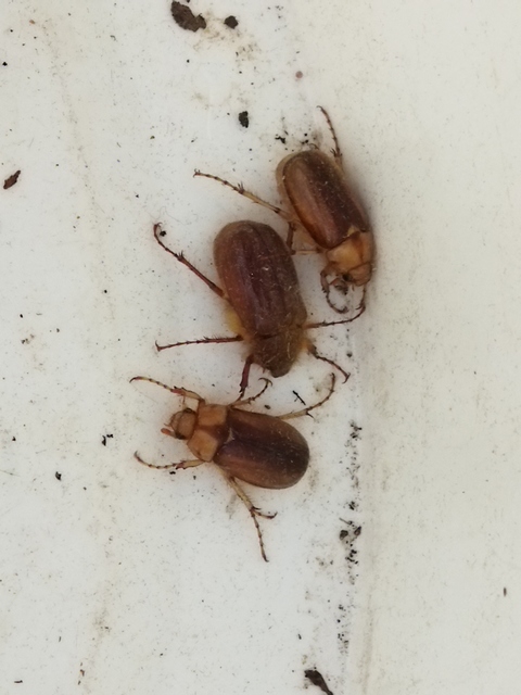 Rhizotrogus aestivus - tavaszvégi cserebogár