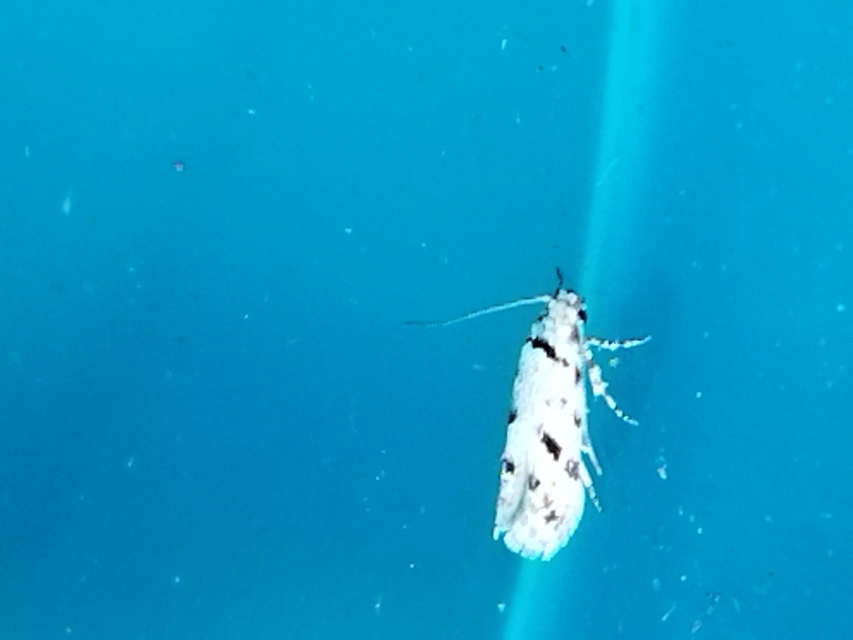 Stenolechiodes pseudogemmellus - molyhostölgyes sarlósmoly