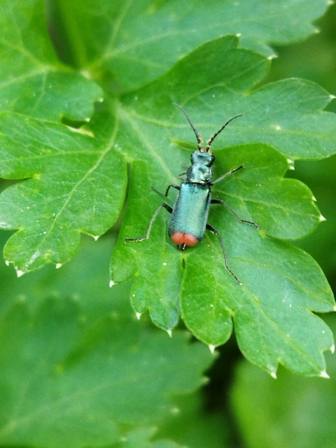 Malachius bipustulatus - kétfoltos bibircsesbogár