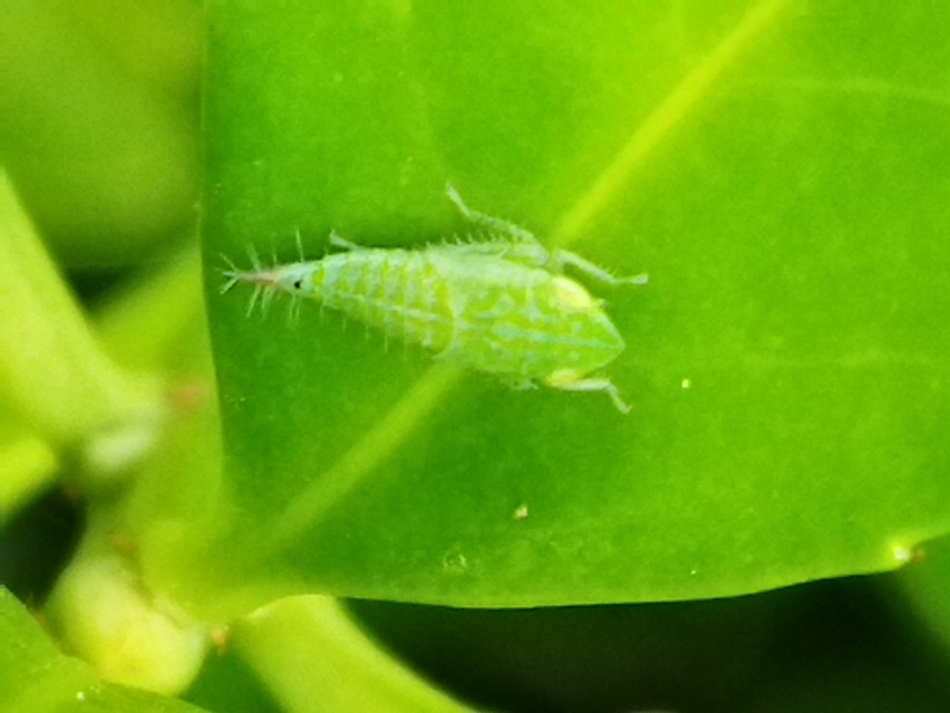 Fieberiella