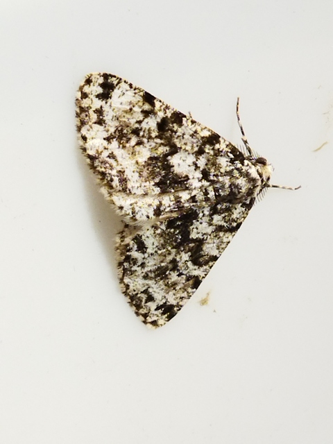 Fagivorina arenaria - bükkfaaraszoló