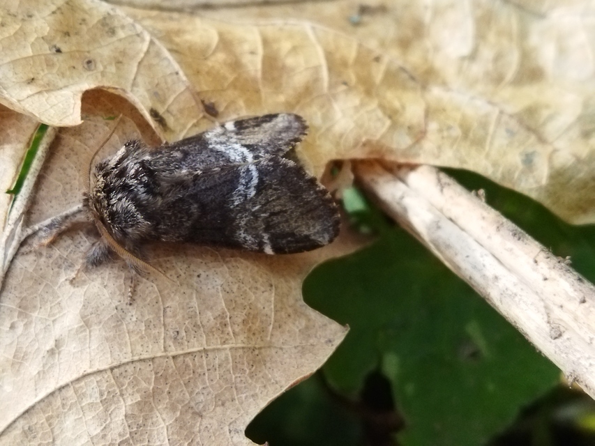 Drymonia dodonea - bélyeges púposszövő