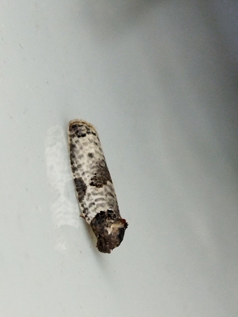 Pseudeulia asinana - korai sodrómoly