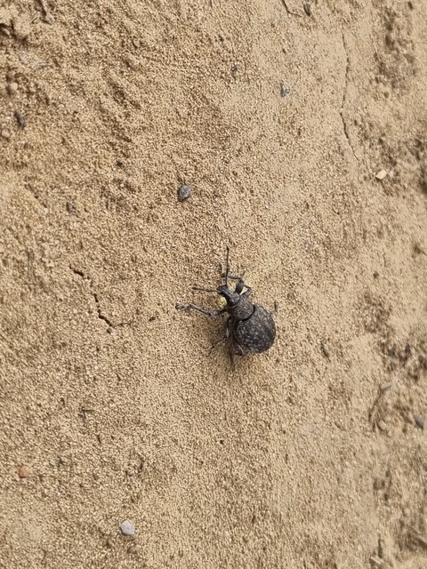 Otiorhynchus ligustici - vincellér-gyalogormányos