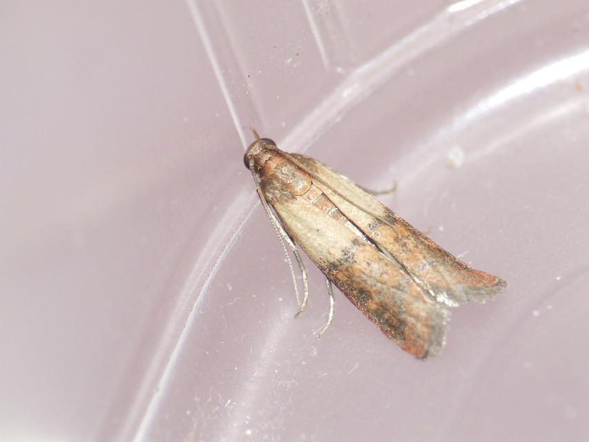 Plodia interpunctella - aszalványmoly