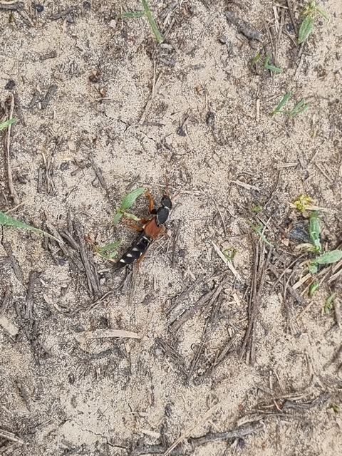 Staphylinus caesareus - aranysujtásos holyva
