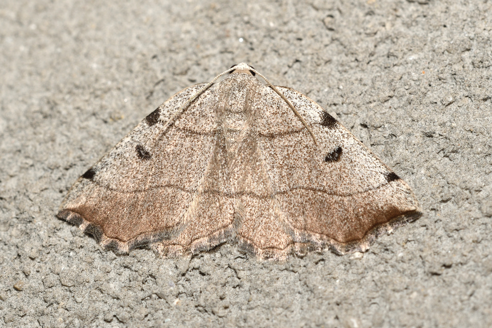 Eilicrinia trinotata - háromjegyű araszoló