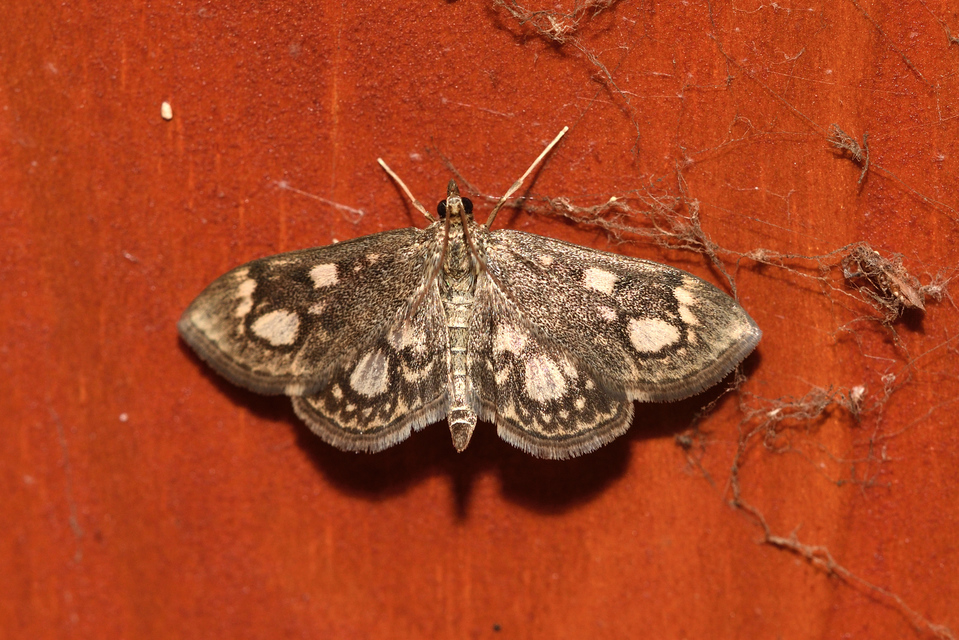 Anania coronata - koronás dudvamoly
