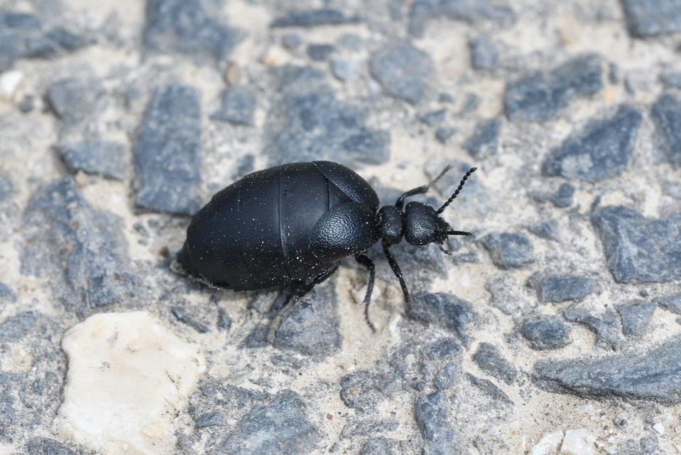 Meloe scabriusculus - érdes nünüke