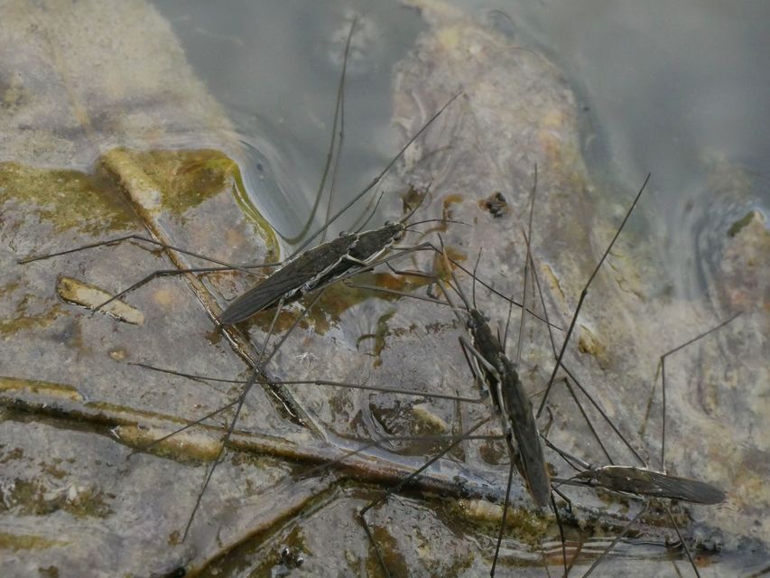 Gerridae - molnárpoloskák