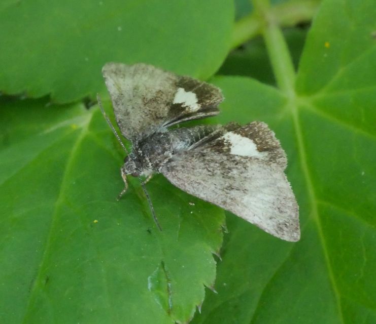 Panemeria tenebrata - apró sárgabagoly