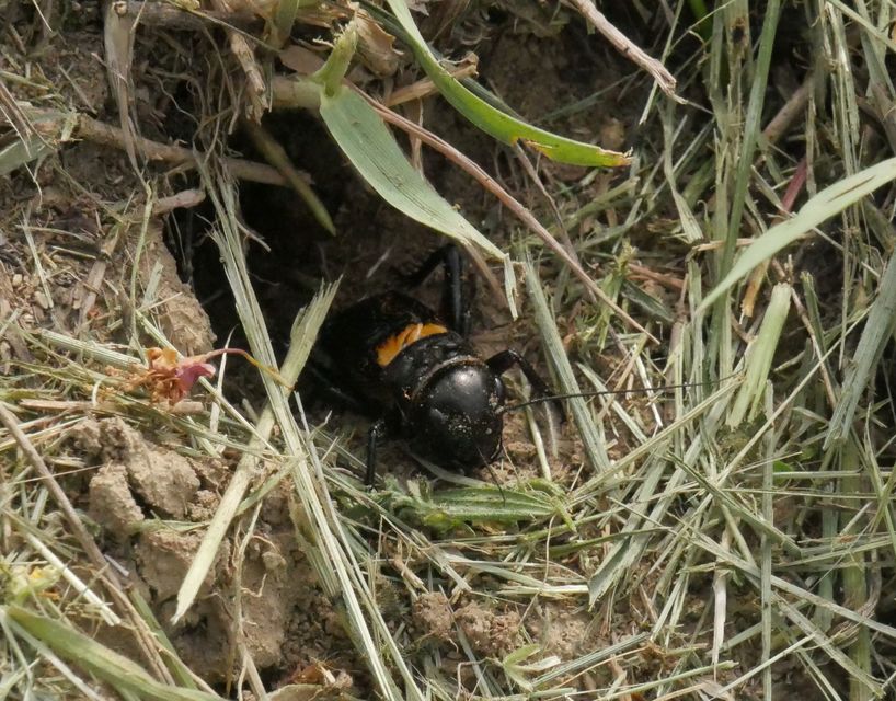 Gryllus campestris - mezei tücsök