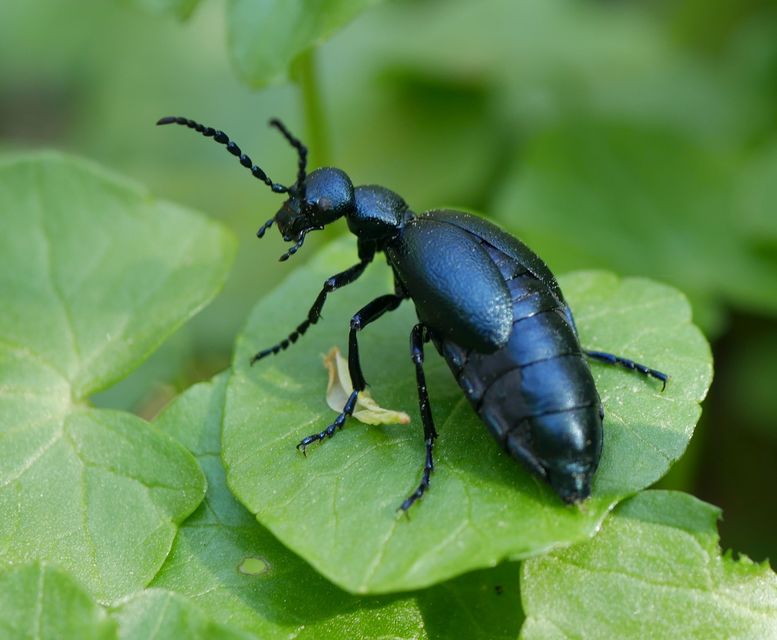 Meloe violaceus - kék nünüke