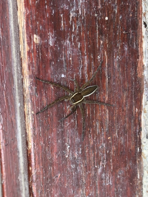 Dolomedes plantarius/fimbriatus