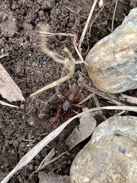 Dysderidae - fojtópókok