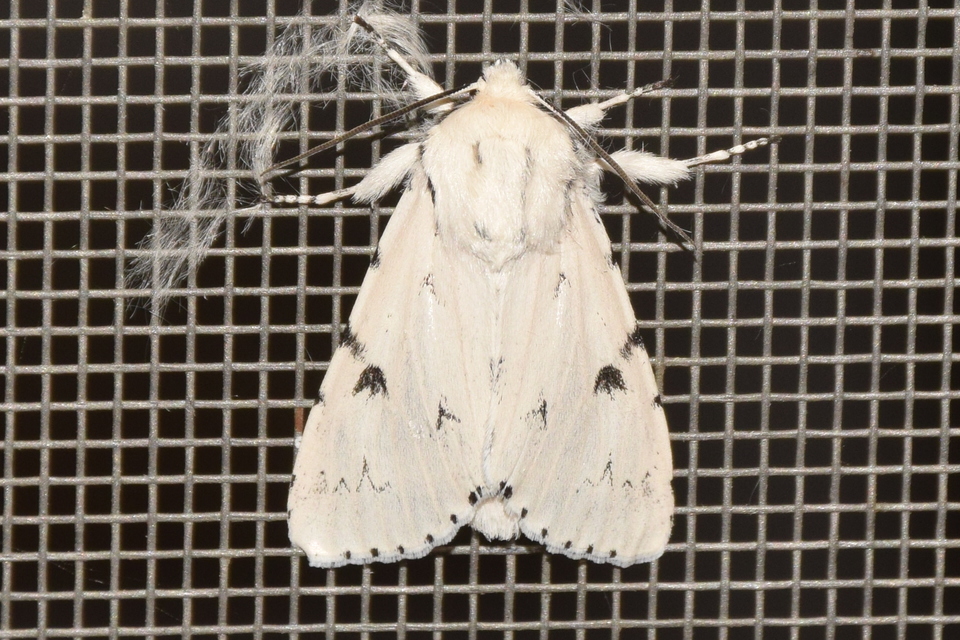 Acronicta leporina - fehér szigonyosbagoly