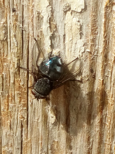 Calliphora vicina - kék dongólégy