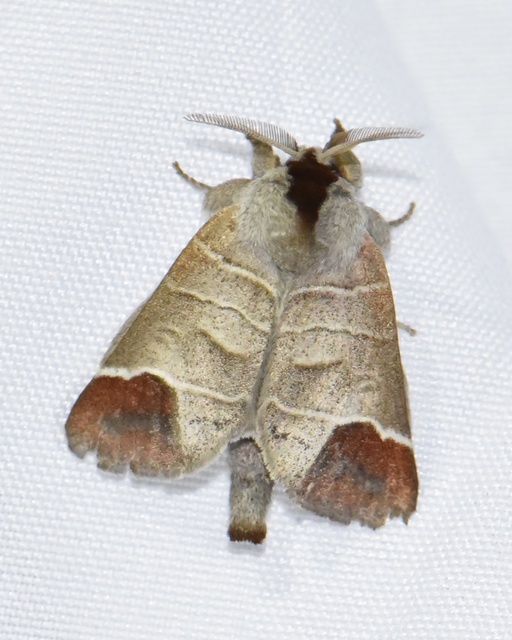 Clostera curtula - rövidszárnyú levélszövő