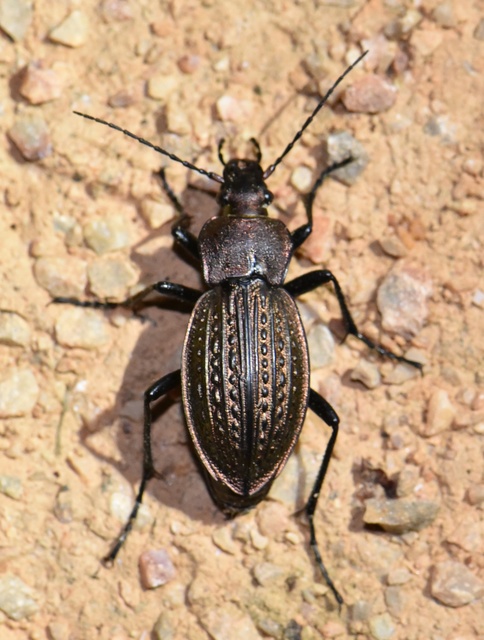 Carabus cancellatus - ragyás futrinka