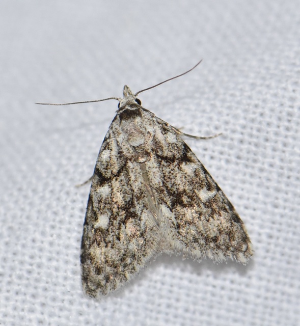 Nola cicatricalis - szürke pamacsosszövő