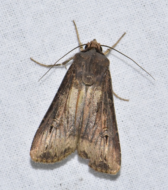 Agrotis ipsilon - nagy földibagoly