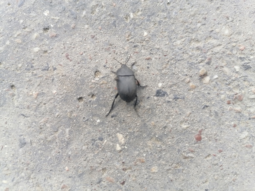 Ablattaria laevigata - sima csigarabló
