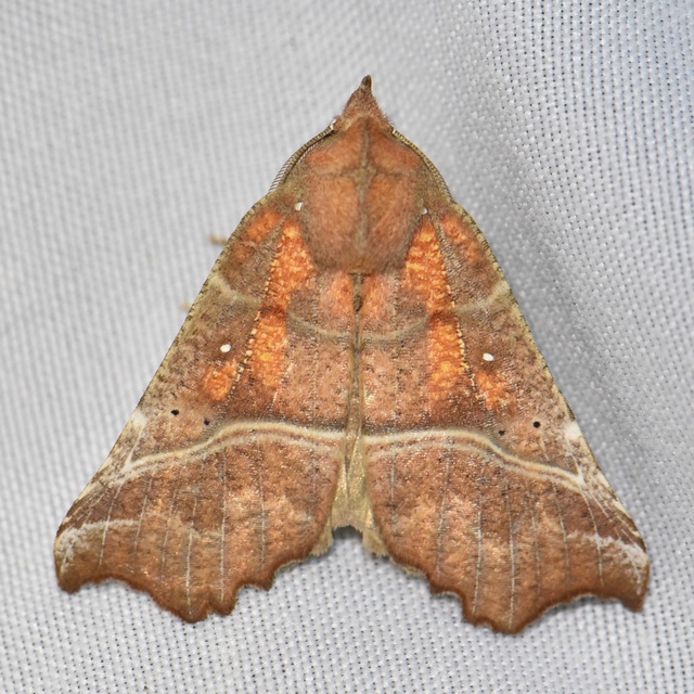 Scoliopteryx libatrix - vörös csipkésbagoly