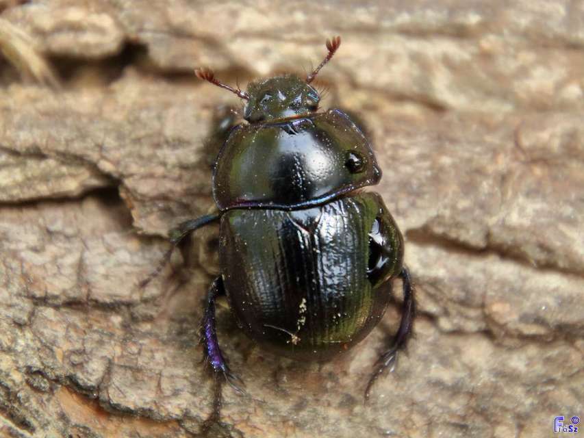 Anoplotrupes stercorosus - erdei álganéjtúró