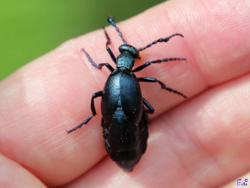 Meloe violaceus - kék nünüke