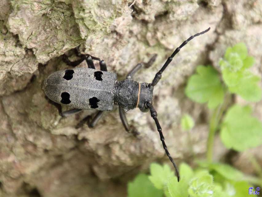 Morimus asper funereus - gyászcincér