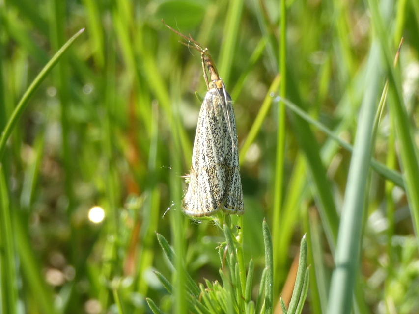 Thisanotia chrysonuchella - tavaszi fűgyökérmoly