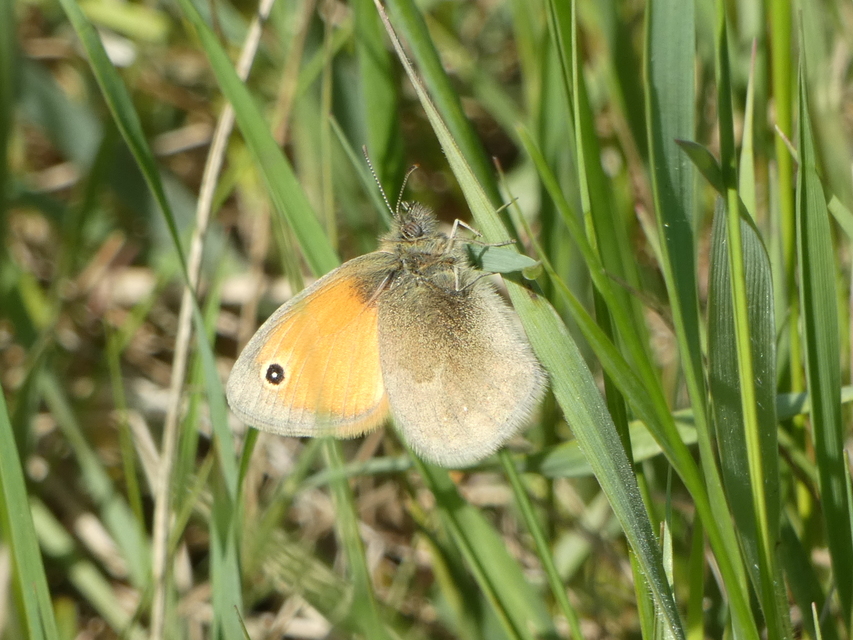 Coenonympha pamphilus - kis szénalepke