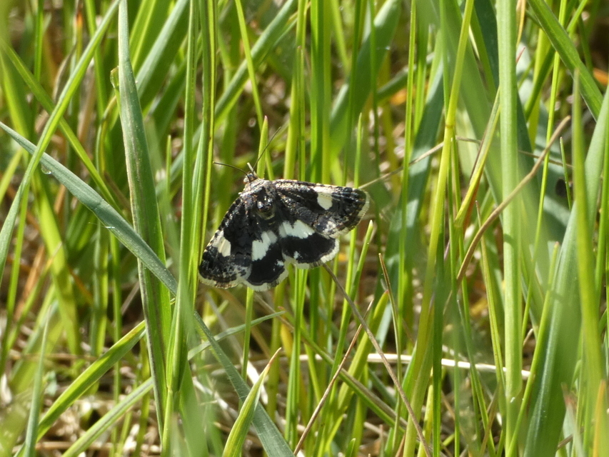 Tyta luctuosa - fekete nappalibagoly