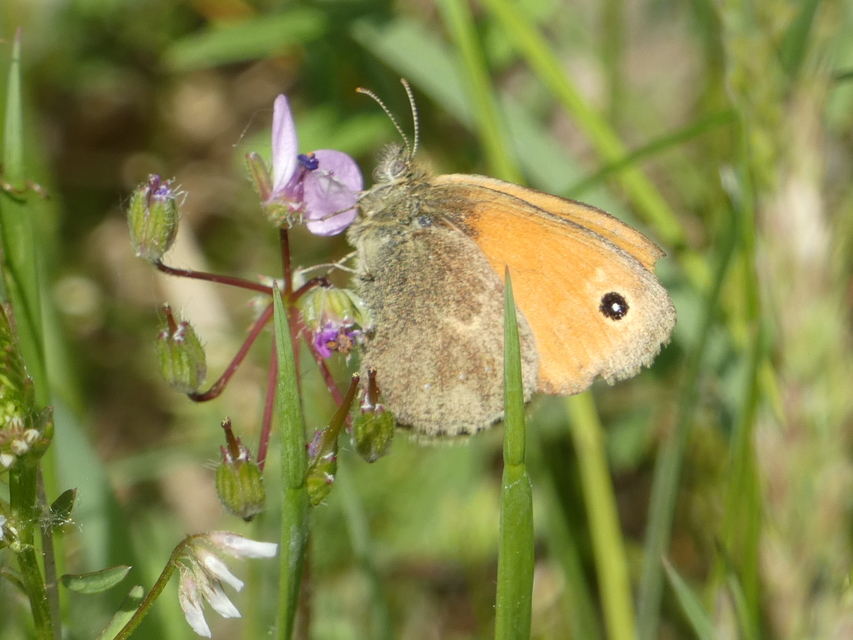Coenonympha pamphilus - kis szénalepke
