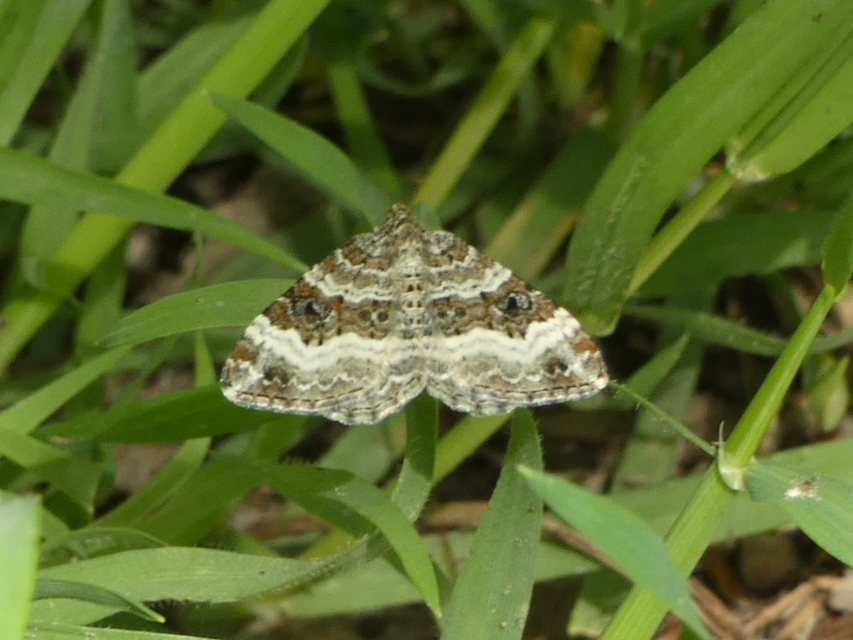 Epirrhoe alternata - galaj-tarkaaraszoló