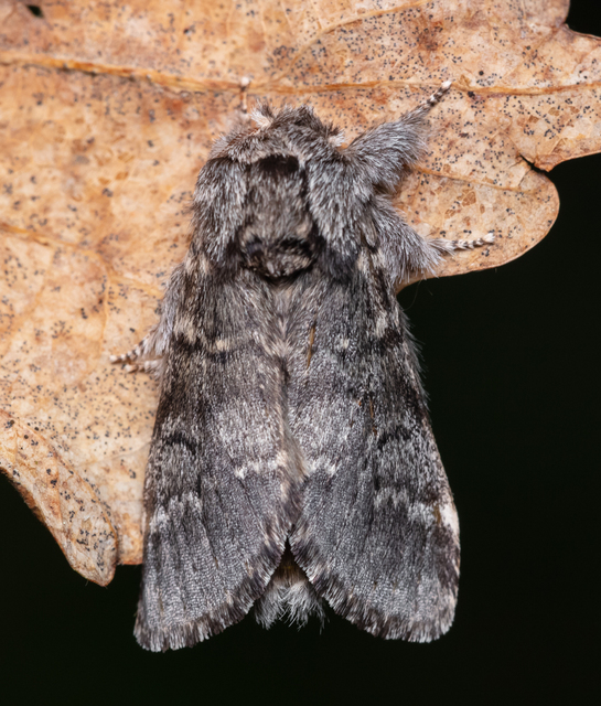 Drymonia ruficornis - cserfa-púposszövő