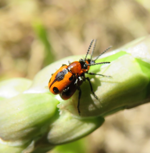Crioceris quinquepunctata - ötpontos spárgabogár