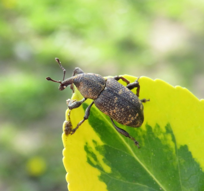 Hylobius abietis - nagy fenyvesormányos