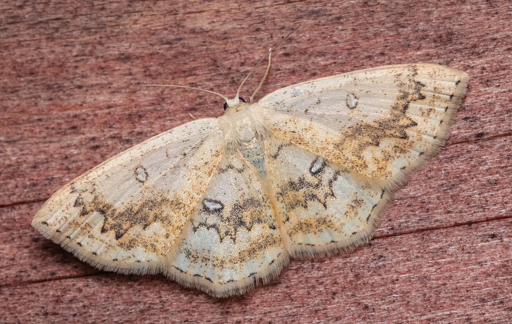 Cyclophora annularia - gyűrűs pettyesaraszoló