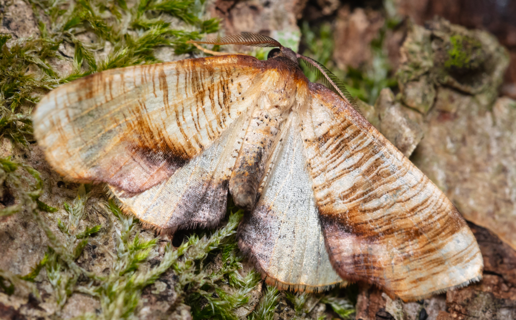 Plagodis dolabraria - baltaszárnyú araszoló