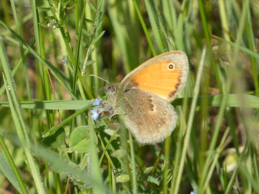 Coenonympha pamphilus - kis szénalepke