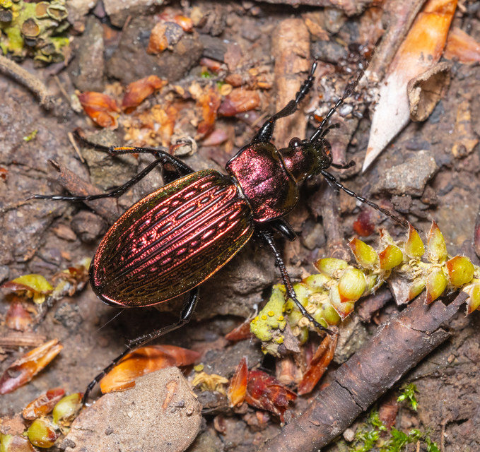 Carabus ulrichii - rezes futrinka