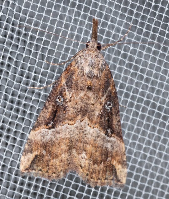 Hypena rostralis - közönséges karcsúbagoly